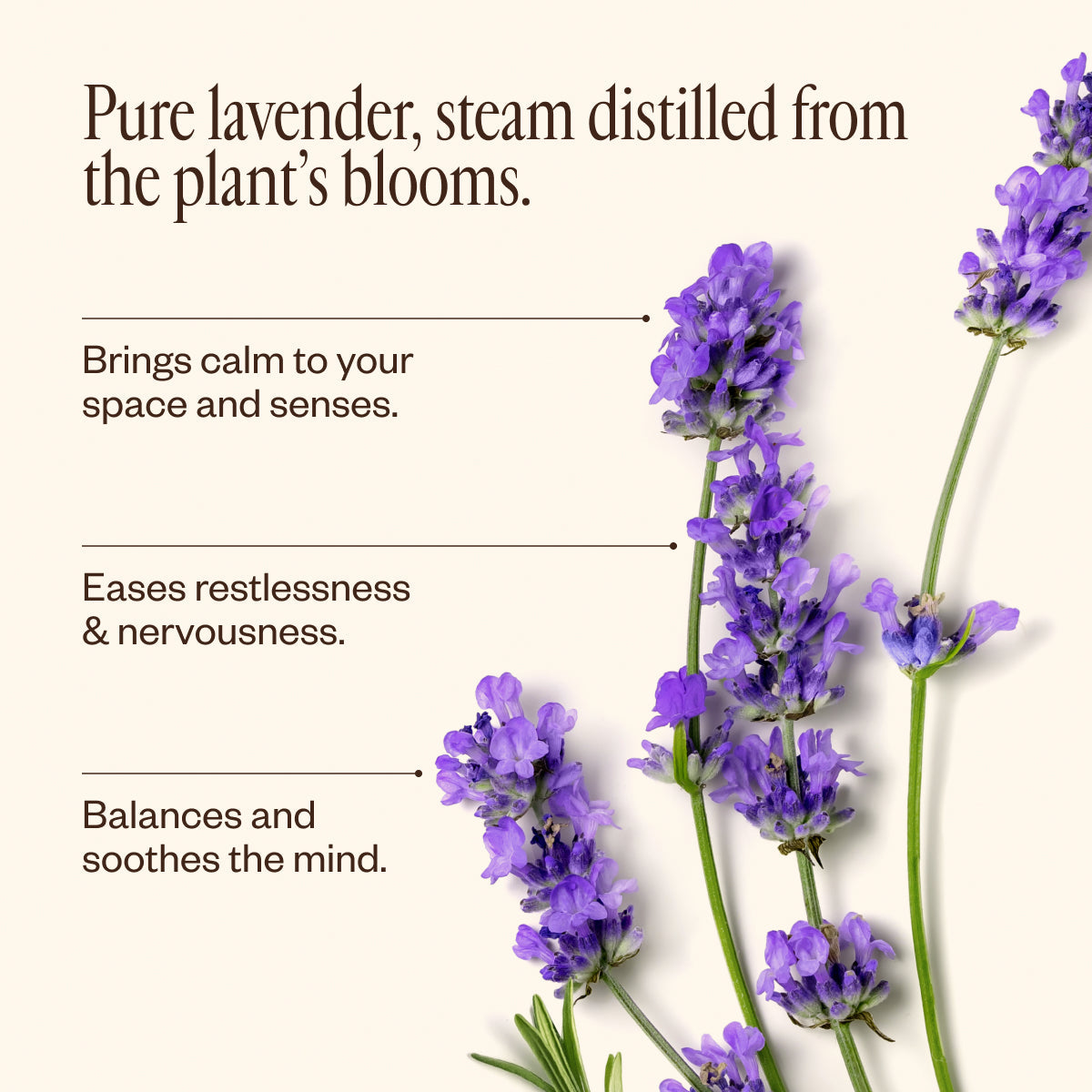 Lavender Oil