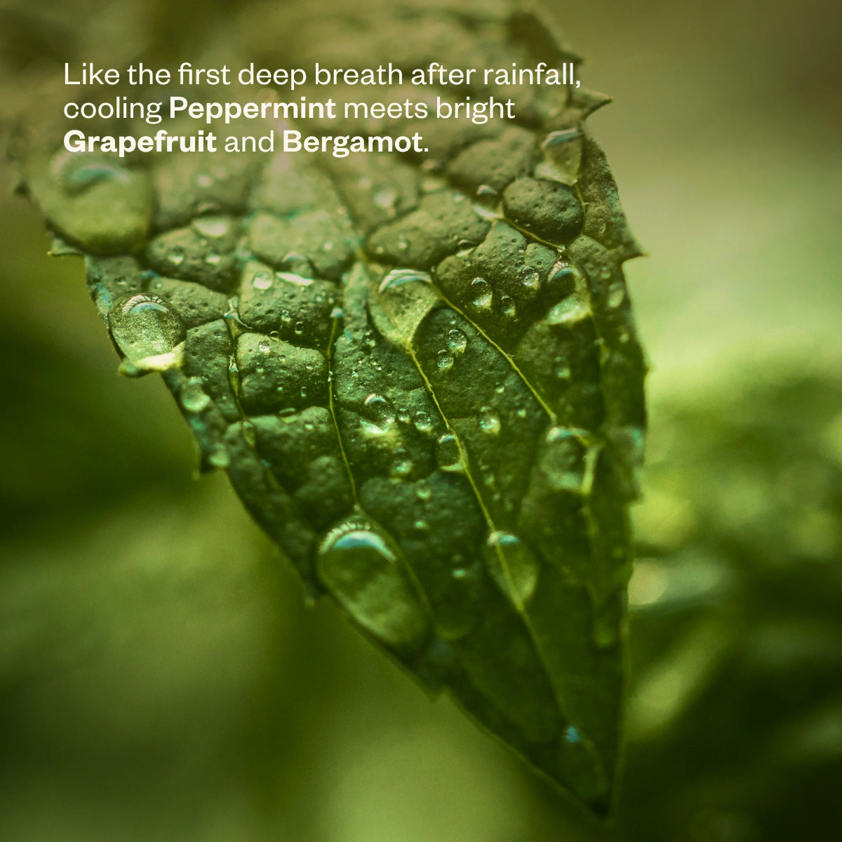 After the Rain