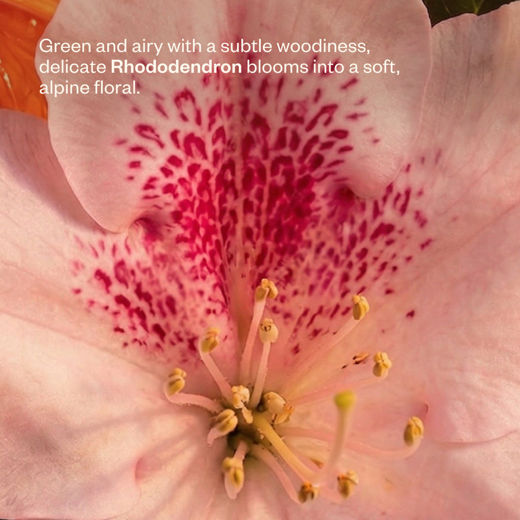 Bloom Bliss